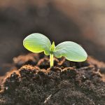 Brote saliendo en la tierra